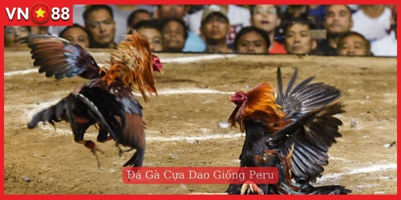 Đá gà cựa dao giống Peru nổi tiếng