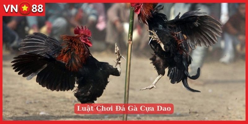 Luật chơi đặt cược đá gà cựa dao