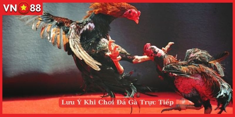 Một số chú ý khi tham gia đá gà trực tiếp