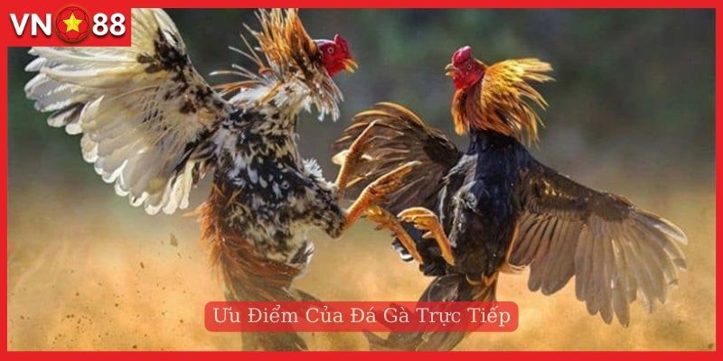 Ưu điểm nổi bật khi tham gia đá gà trực tiếp